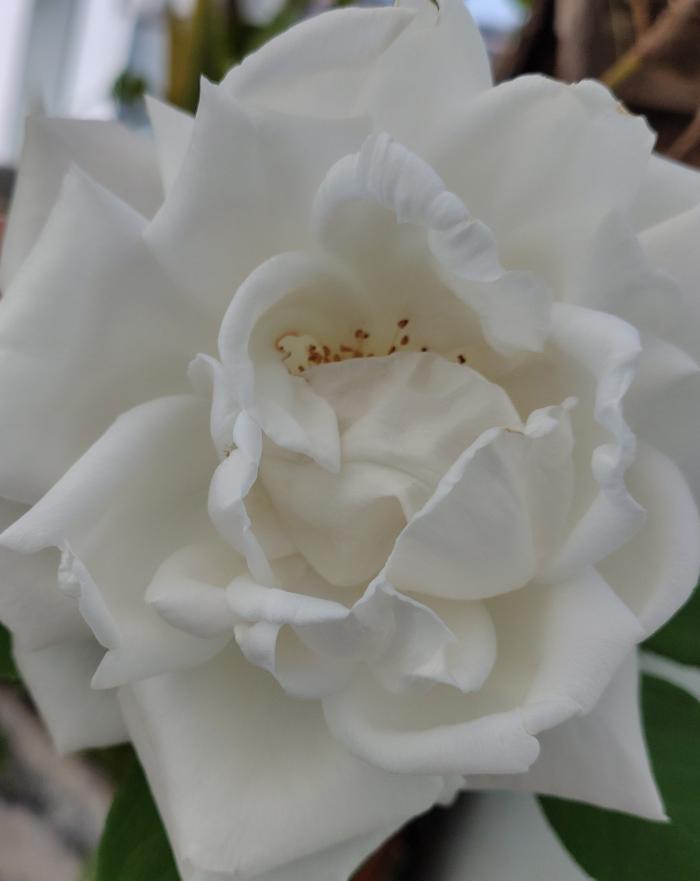 Flor
