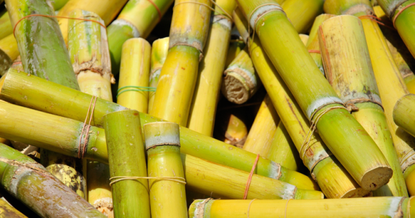 Produtores de cana do Nordeste buscam ajuda contra efeitos do tarifaço americano