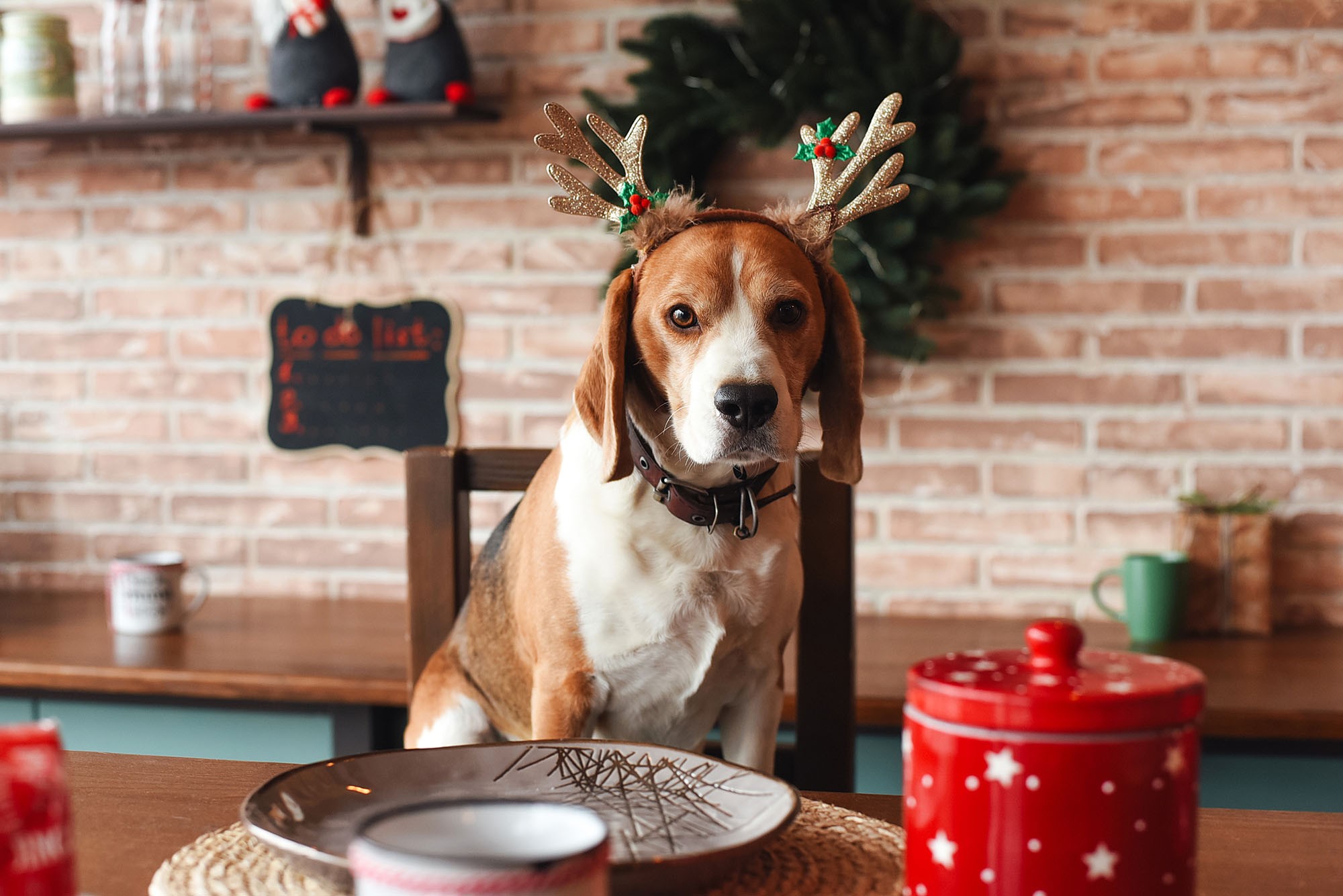 Pets podem comer comida da ceia de Natal? Veja o que dizem especialistas