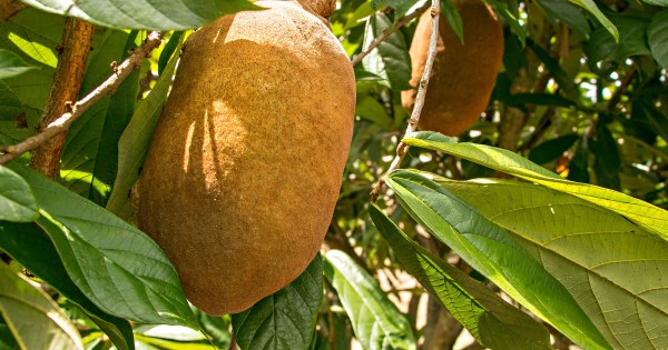 Como fazer geleia e doce artesanal de cupuaçu