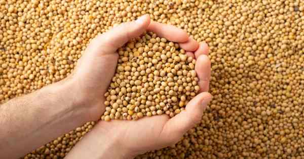 Soja recua em Chicago, mas fecha semana com saldo positivo