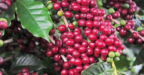 Preço do café sobe com onda de calor atuante em lavouras do Brasil