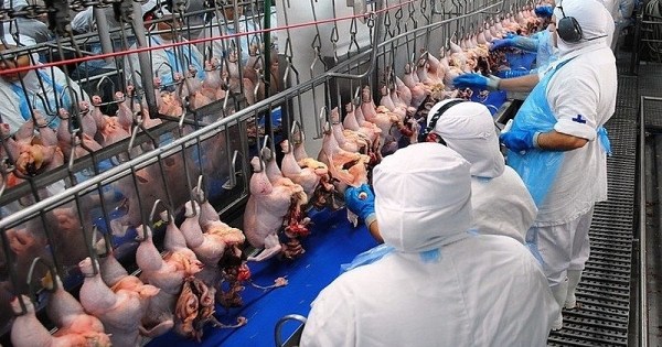 Canadá reabre mercado para frango e restrições à carne do Brasil chegam ao fim