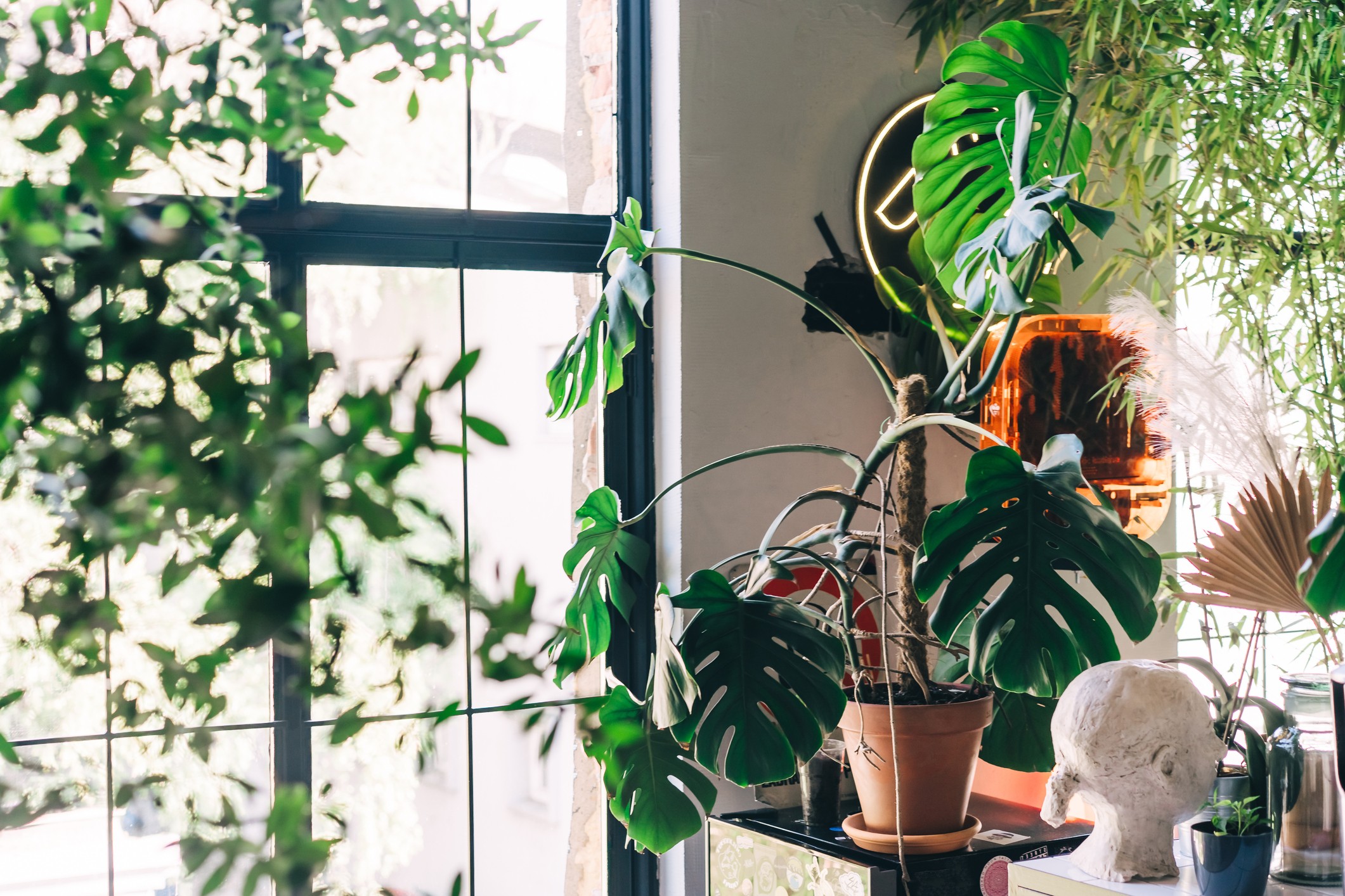 Plantas na decoração: 17 espécies que funcionam em qualquer apartamento