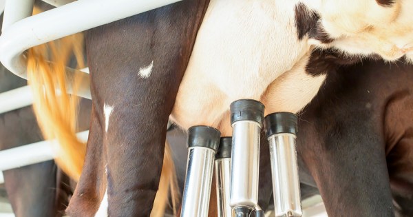 Após ano de crescimento, setor de leite tende a colocar o pé no freio em 2026