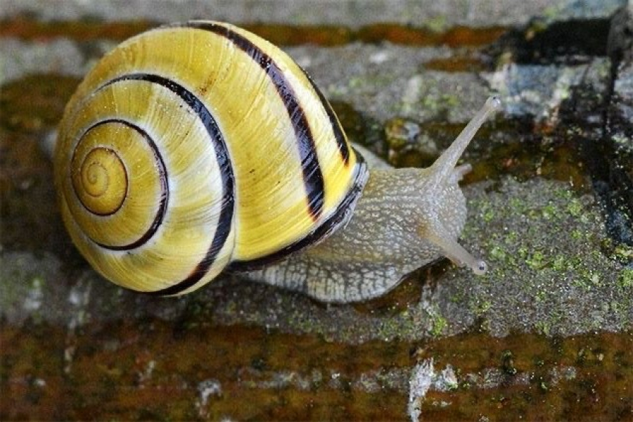 Infestações de caramujo africano em Belo Horizonte