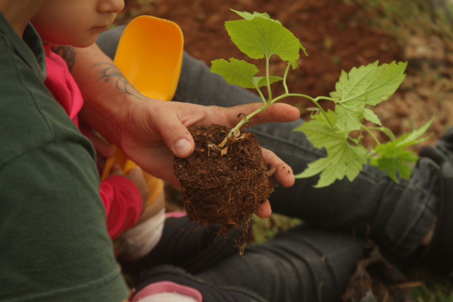 Ciência na prática: museu no RS transforma sustentabilidade em laboratório vivo aberto à comunidade