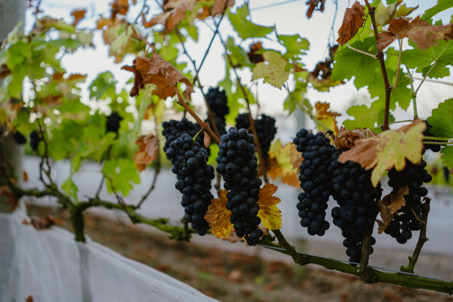 Vinícola mineira eleva o sabor do Brasil ao topo do mundo