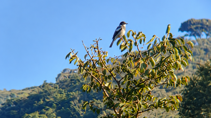 Passarinhar em Nova Lima: quando observar aves se transforma em um reencontro com a natureza