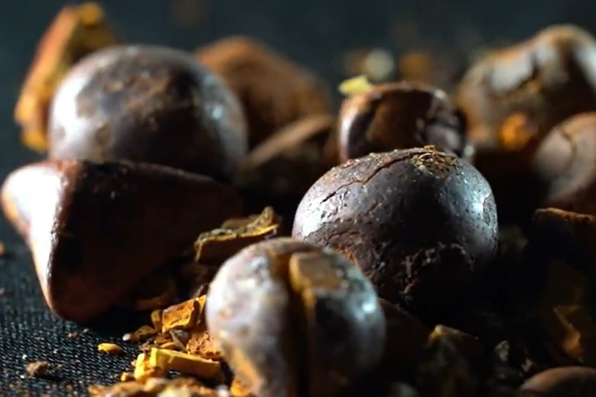 “Ouro bovino”: por que pedras da vesícula do boi valem tanto?