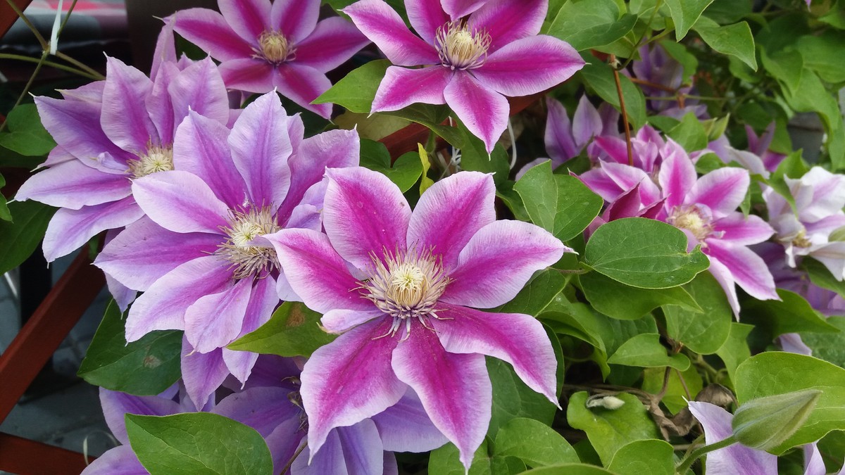 Clematis: como cultivar a flor conhecida como "rainha das trepadeiras"