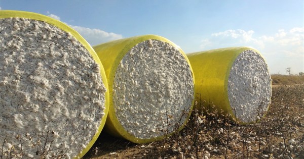 ALGODÃO/CEPEA: Preços variam em pequeno intervalo há um mês