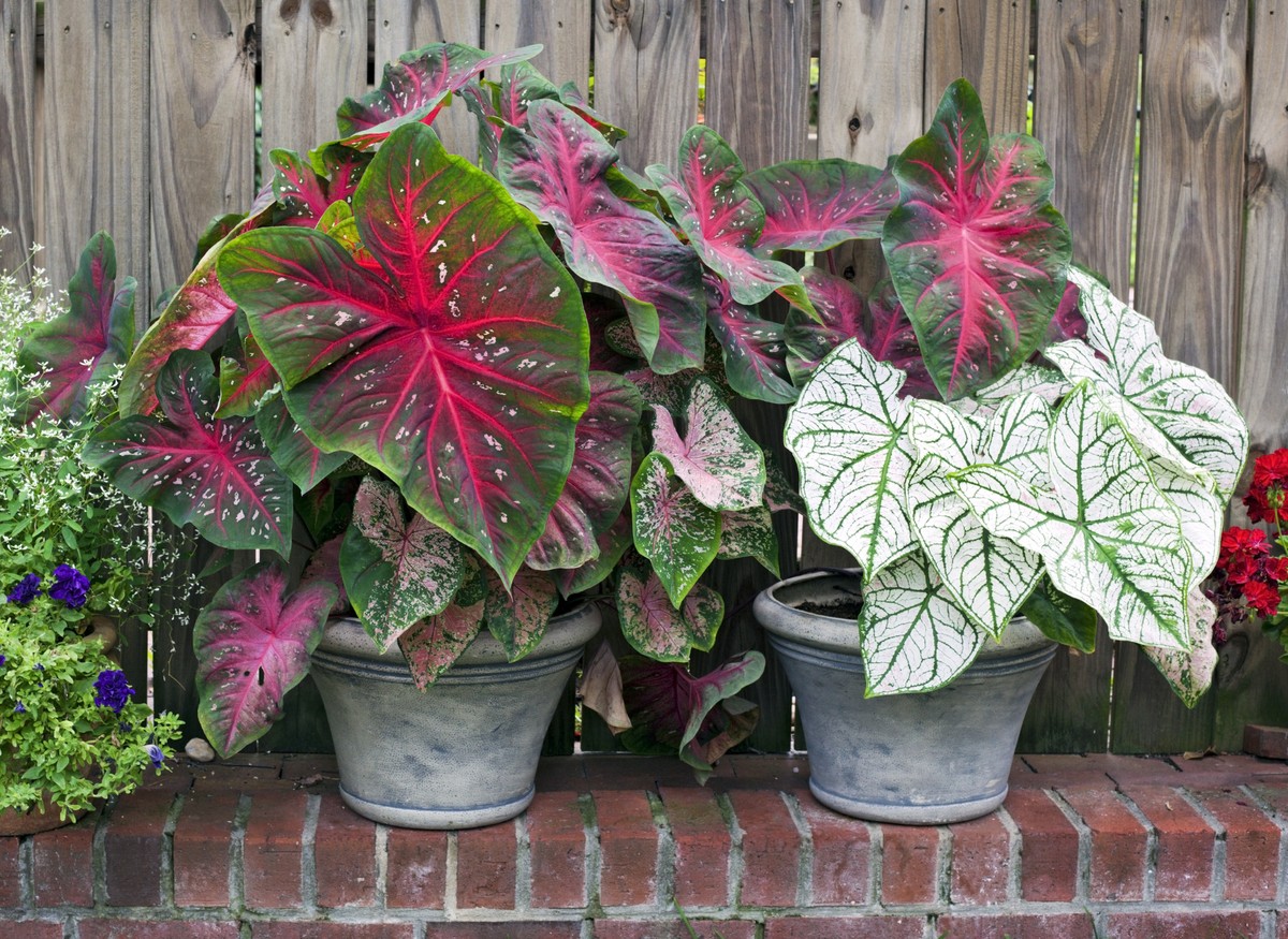 10 plantas que precisam de cuidado redobrado no inverno