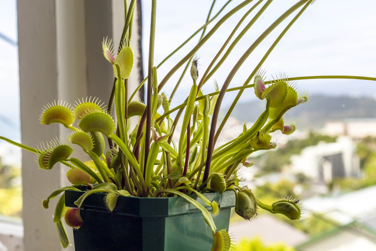 Você se atreve a ter plantas carnívoras? Saiba como cuidar delas!