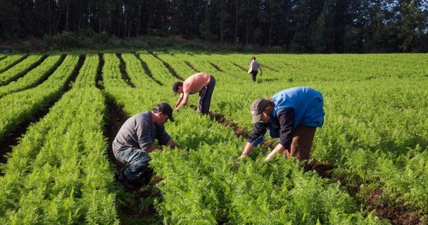 Agricultores familiares já renegociaram R$ 6,3 bilhões de dívidas no Desenrola Rural