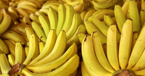 BANANA/CEPEA: Nanica atinge maior preço do ano no Norte de SC