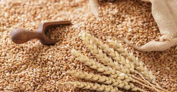 TRIGO/CEPEA: Preços caem no BR em linha com mercado externo e paridade de importação