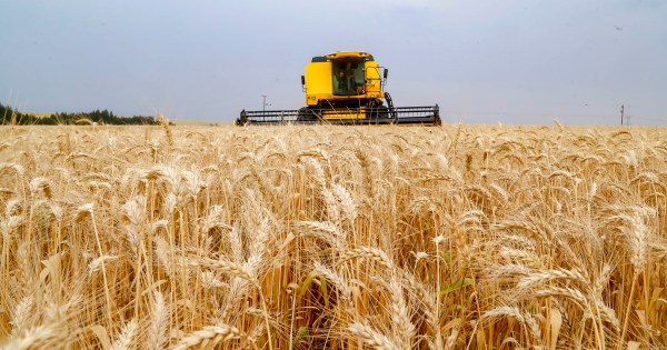 TRIGO/CEPEA: Mesmo com colheita atrasada, preços seguem em queda