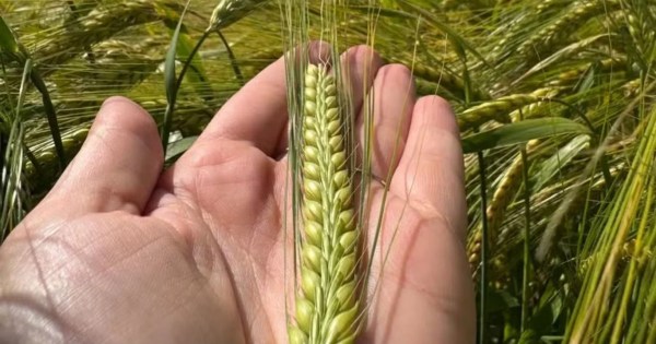 Ambev lança nova variedade de cevada até 16% mais produtiva e resistente a doenças