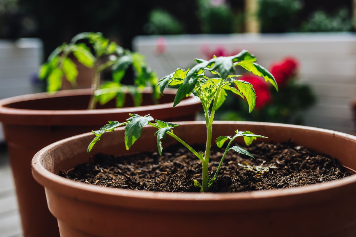 Truque com esponja ajuda planta comum a dar frutos; botânico explica