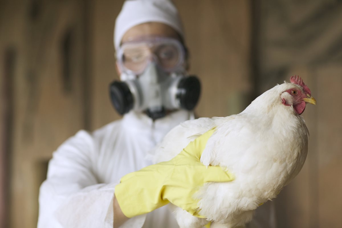 H9N2: menor cepa do vírus da gripe aviária preocupa cientistas