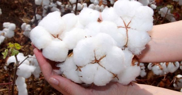 ALGODÃO/CEPEA: Preços são os menores desde out/20