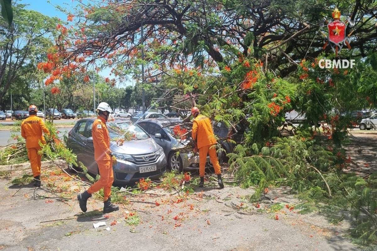 Árvore cai em área movimentada da Asa Norte e atinge três carros
