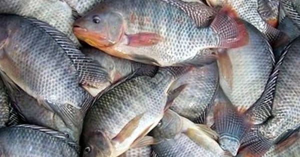 Peixe teve o menor aumento de preço entre as proteínas neste ano