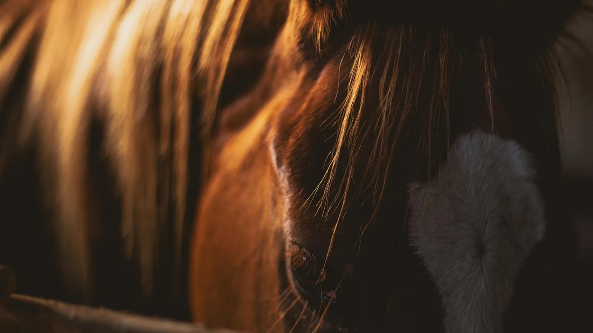 Cavalo de Fogo: tudo sobre o animal do horóscopo chinês de 2026 — e como ele pode influenciar sua casa