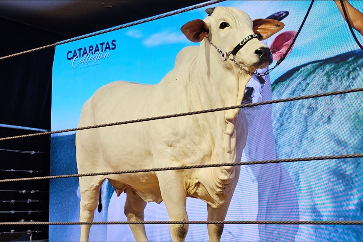 Conheça Donna Fiv Ciav, a vaca paranaense de R$ 54 milhões