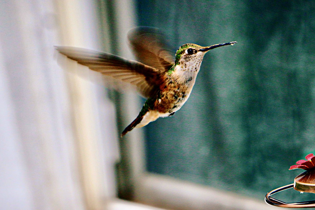 O que significa a visita de beija-flor em casa, segundo o Feng Shui?