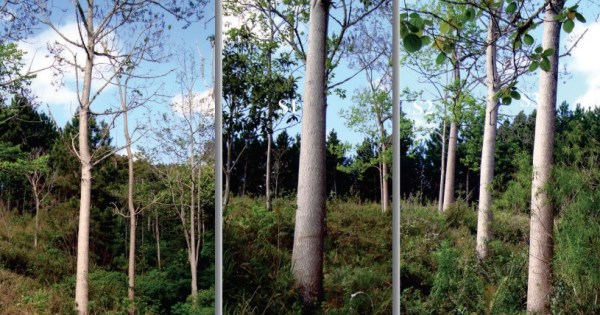 Como plantar o kiri japonês, árvore conhecida por crescer rápido e pela madeira muito valorizada