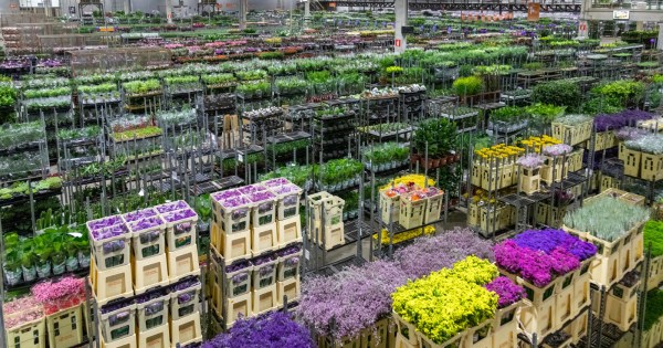 Mercado brasileiro de flores deve crescer até 8% em 2025